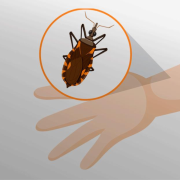 Doença de Chagas pode matar Para prevenir fique longe do parasita